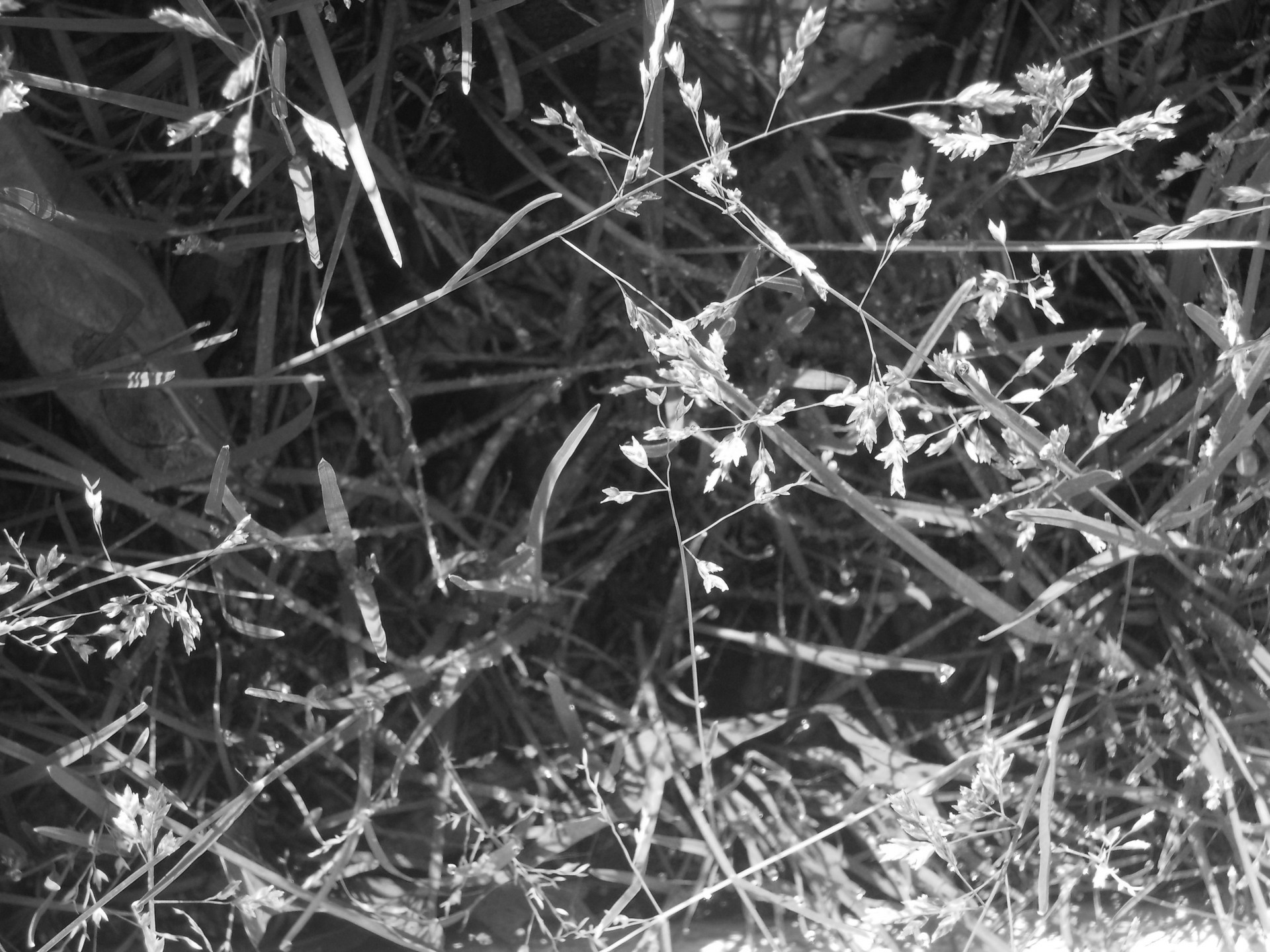 grass texture b&w free photo