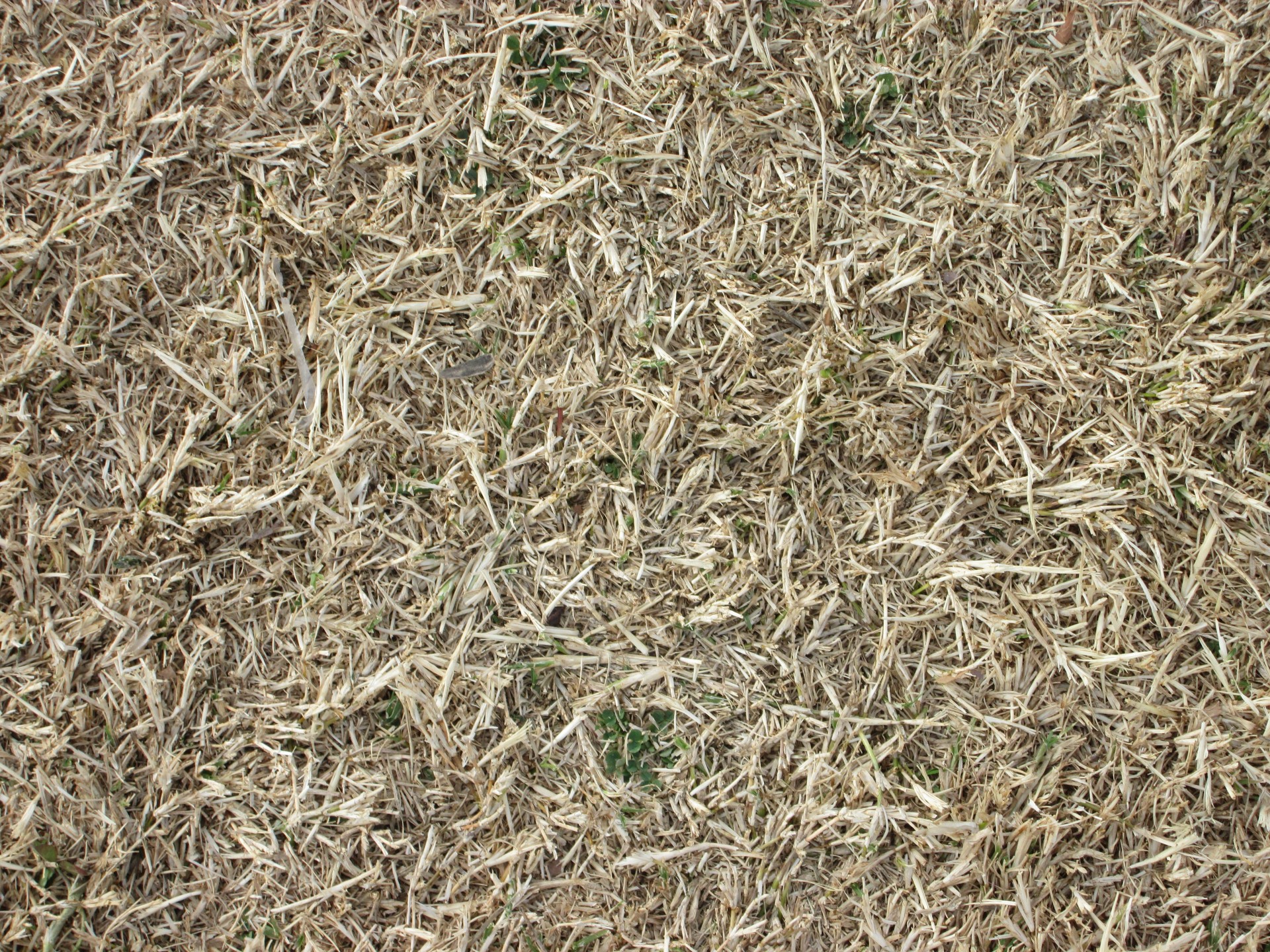 grass texture background free photo