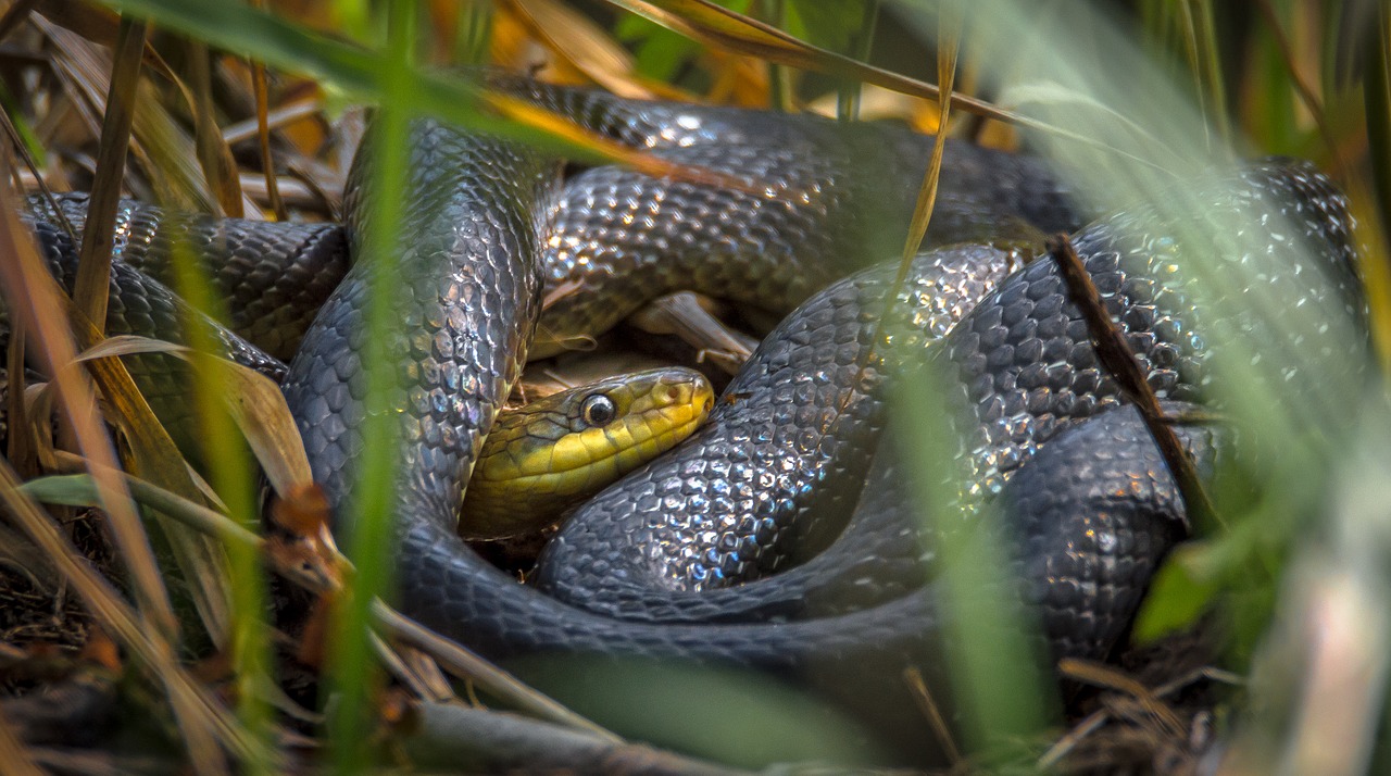 grass tree snake nature free photo