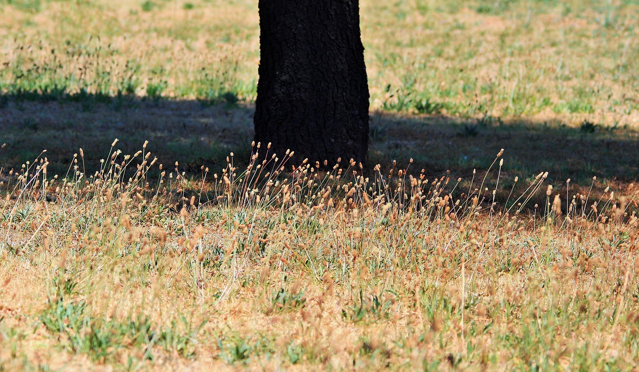 grass tufts tree trunk free photo