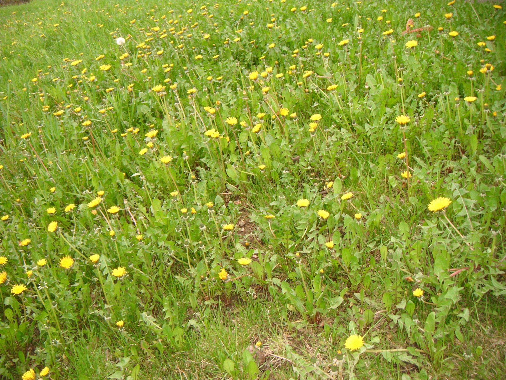 grass dandelion green free photo