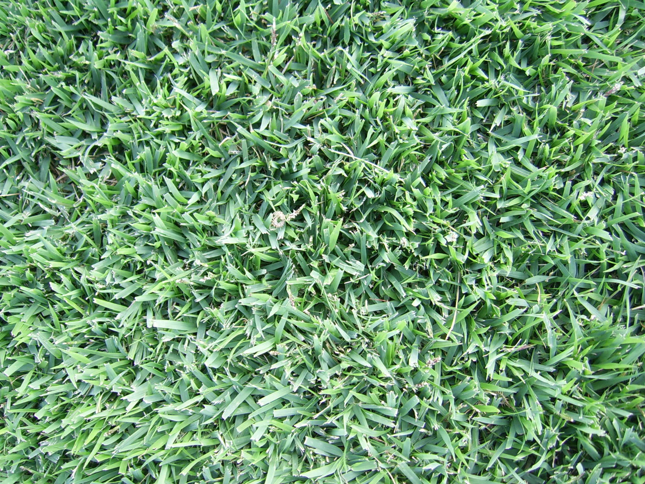 green grass background free photo