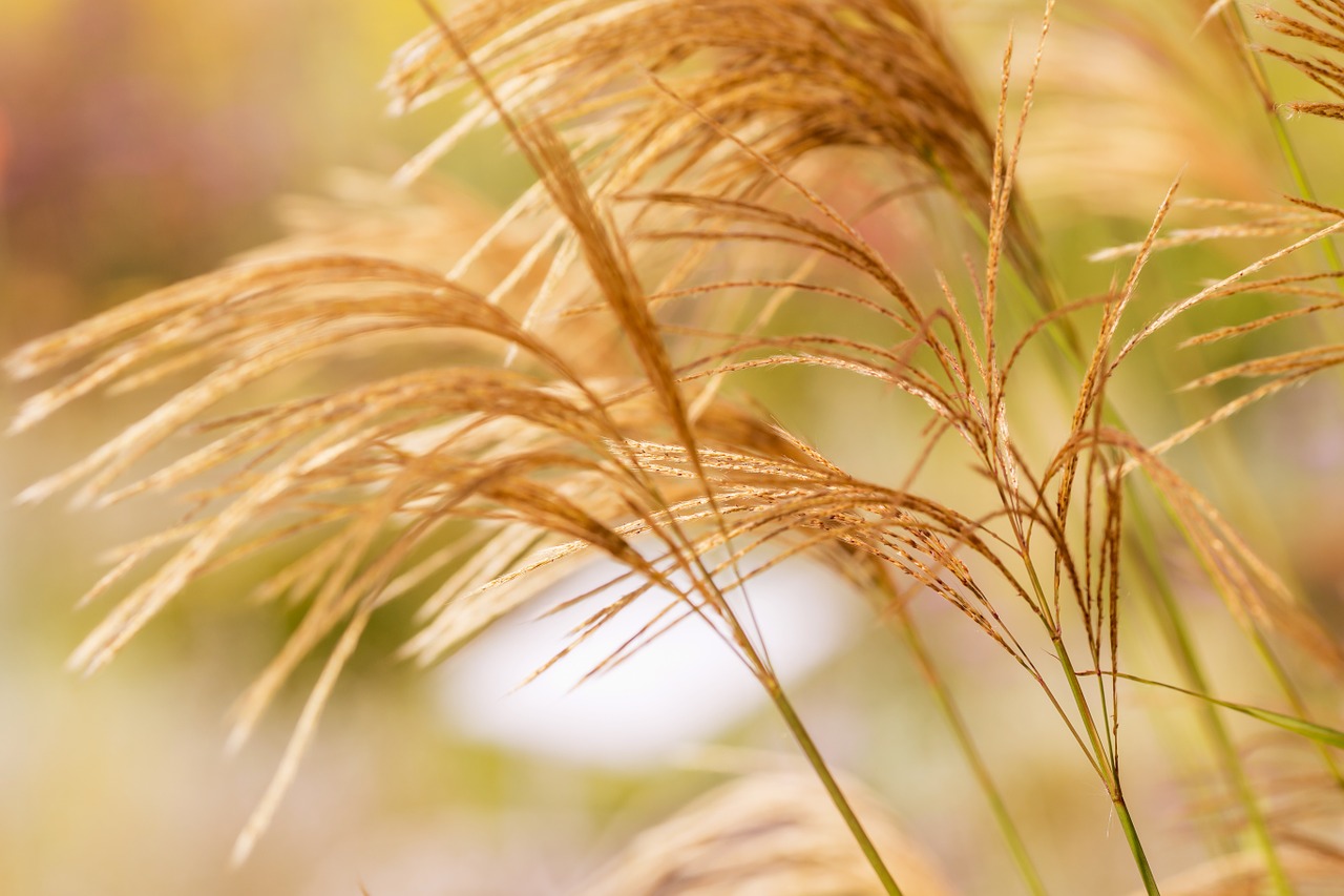 grasses wind plant free photo