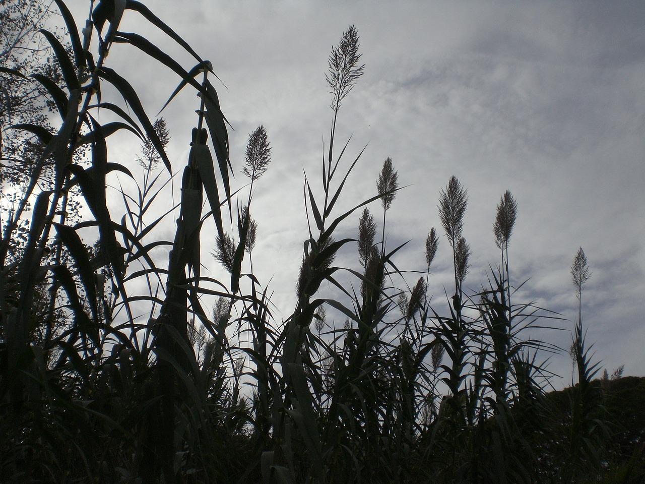 grasses mourning halme free photo