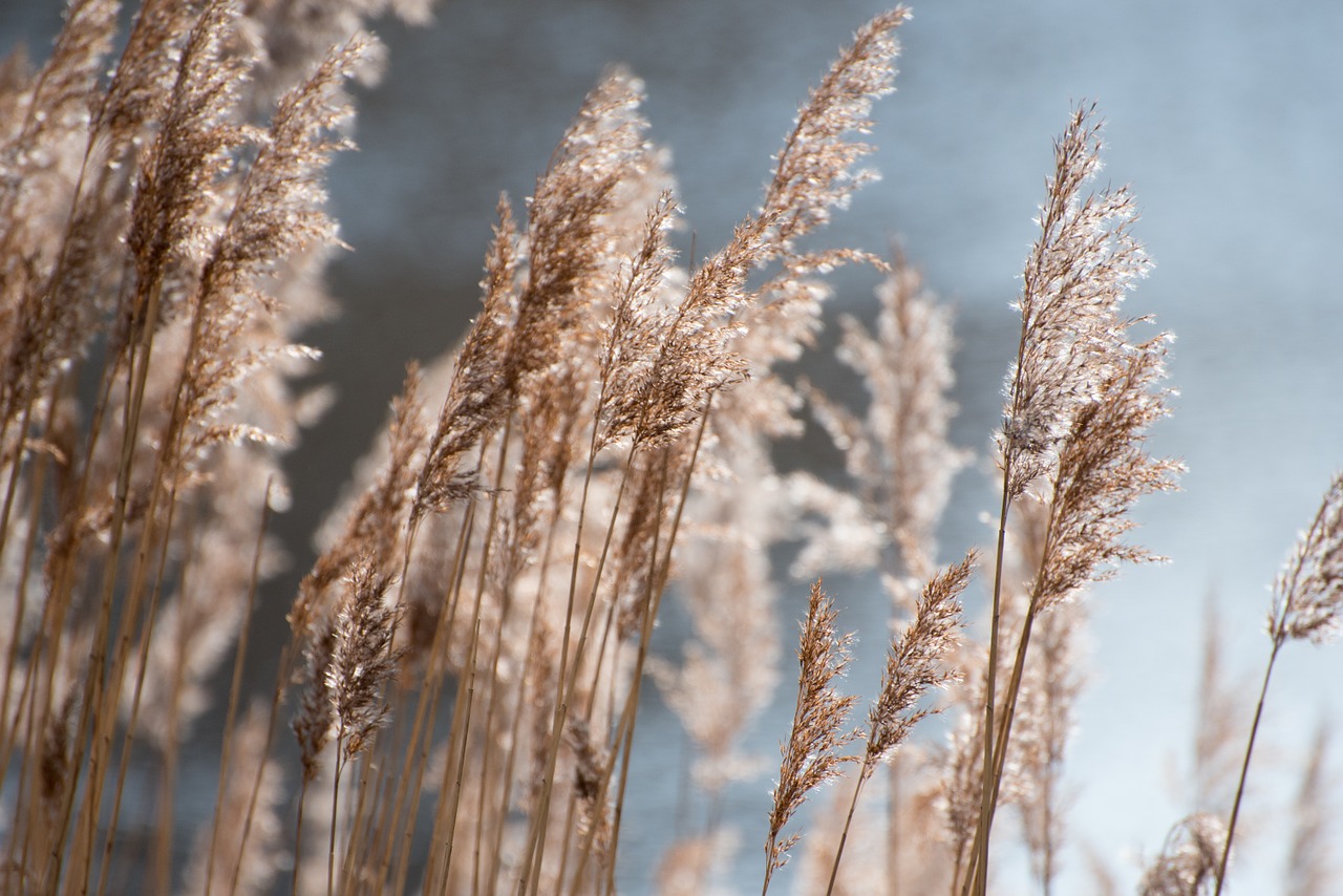 grasses nature landscape free photo