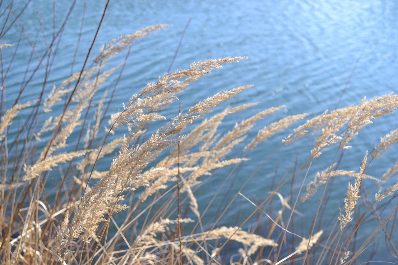 grasses lake reed free photo