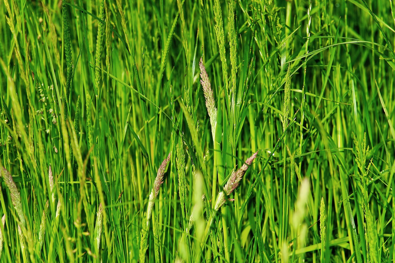 grasses pasture nature free photo