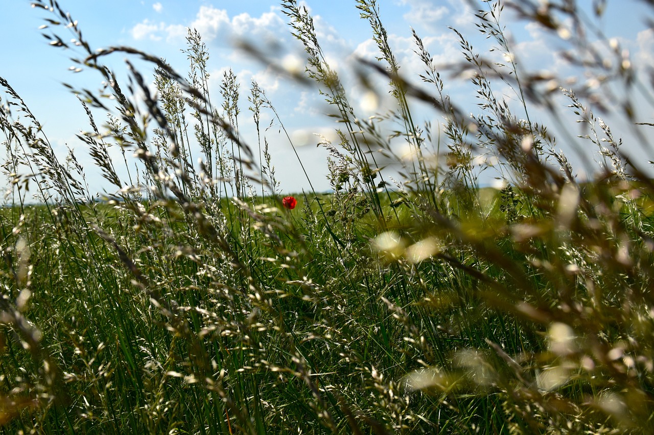 grasses meadow summer free photo