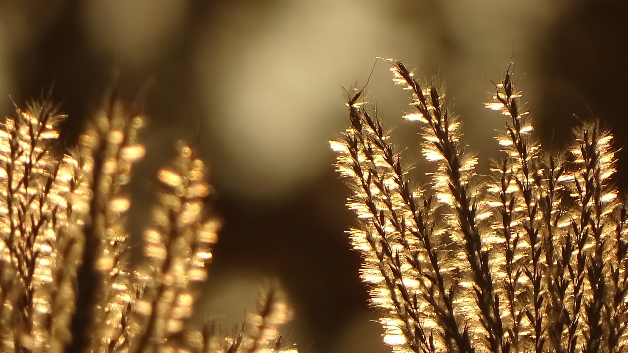 grasses autumn golden free photo