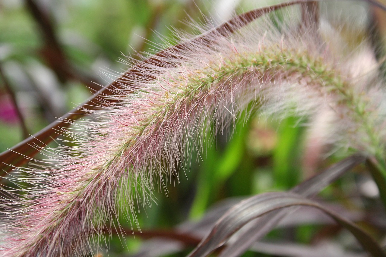 grasses reed bordeaux free photo