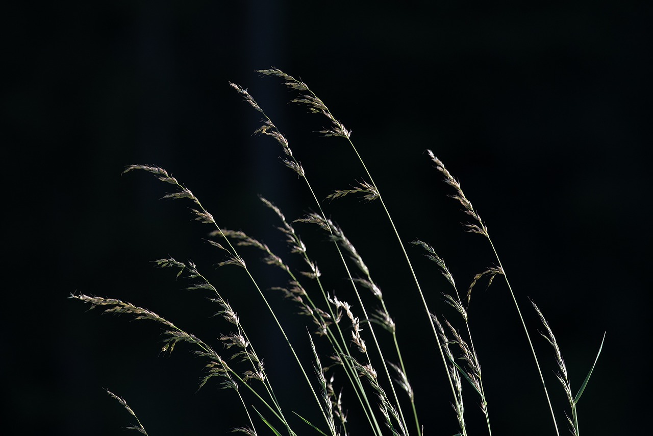 grasses seeds nature free photo