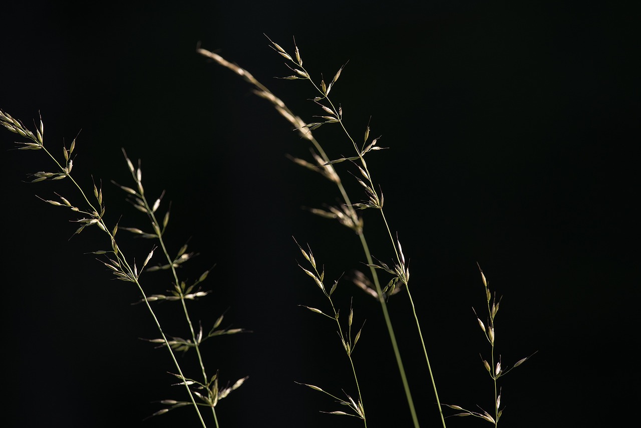 grasses seeds nature free photo