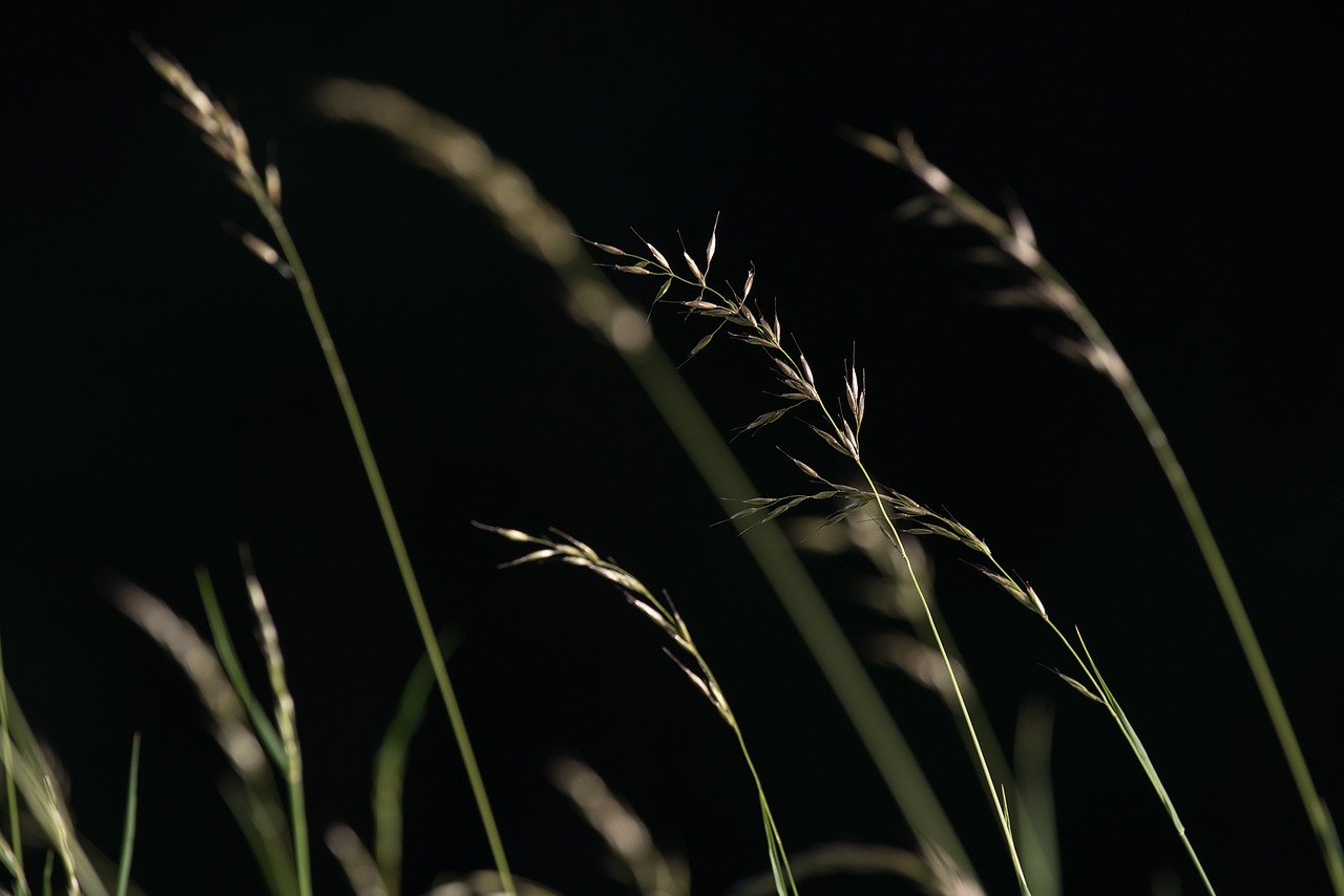 grasses seeds nature free photo