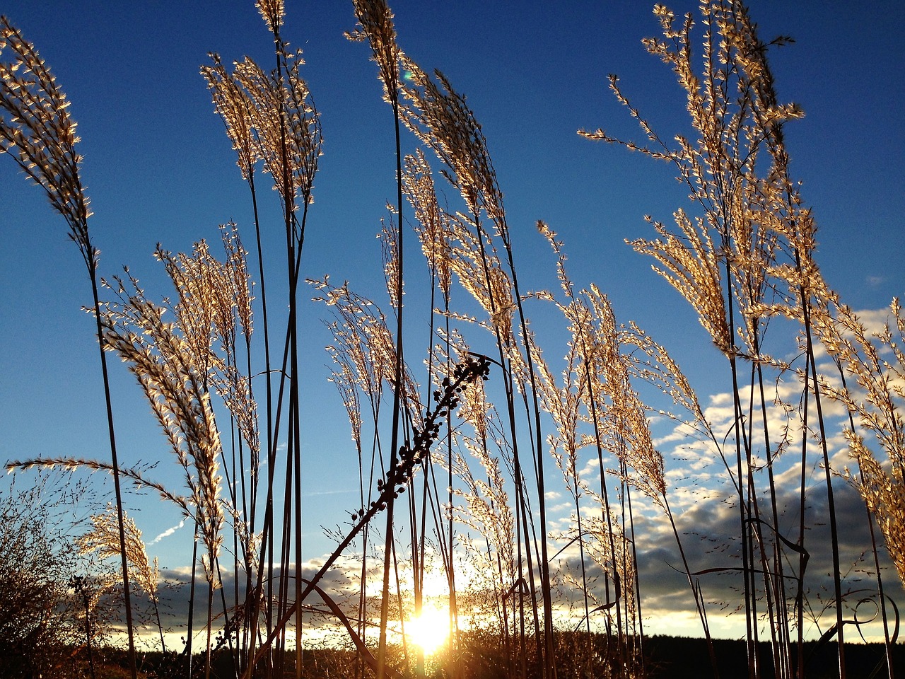 grasses mood nature free photo