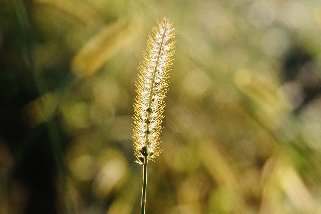 grasses nature plant free photo