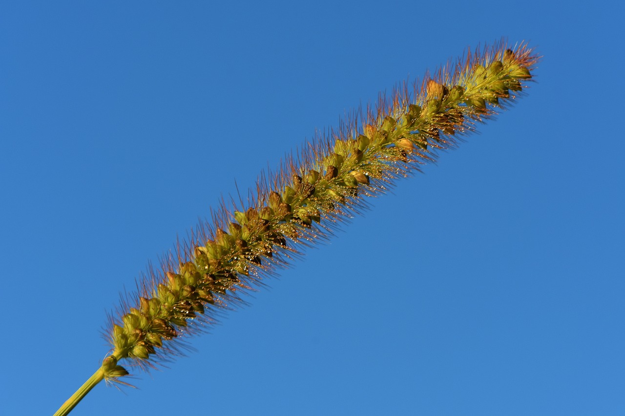 grasses nature plant free photo