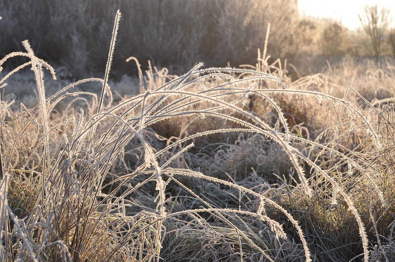 grasses ice winter free photo