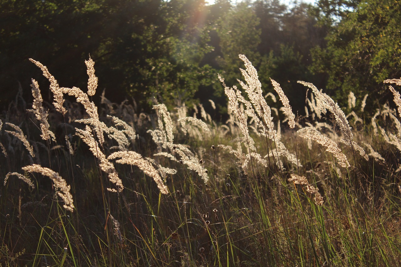 grasses meadow nature free photo