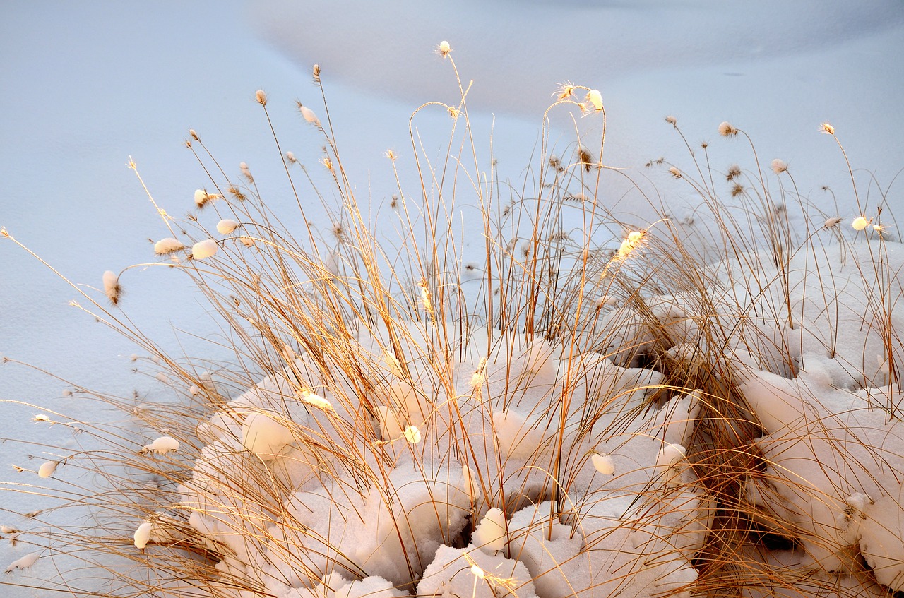 grasses nature winter free photo