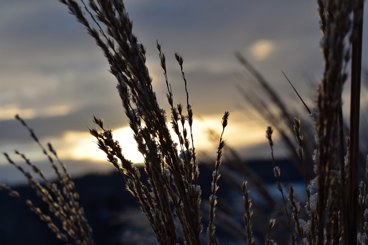 grasses winter snow free photo