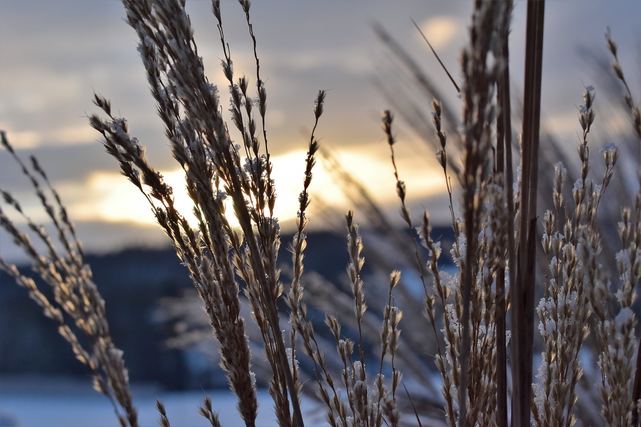 grasses winter snow free photo