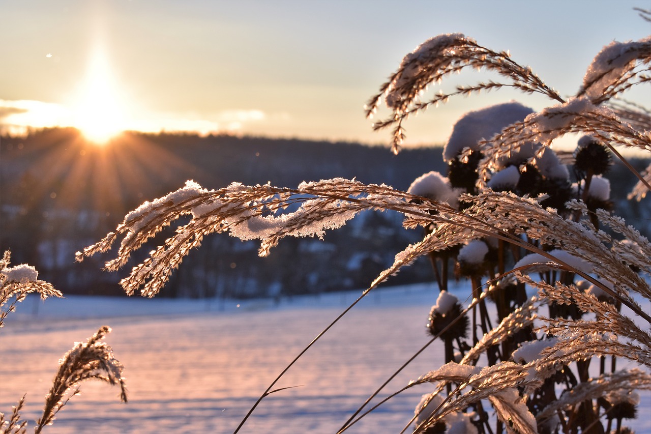 grasses winter snow free photo