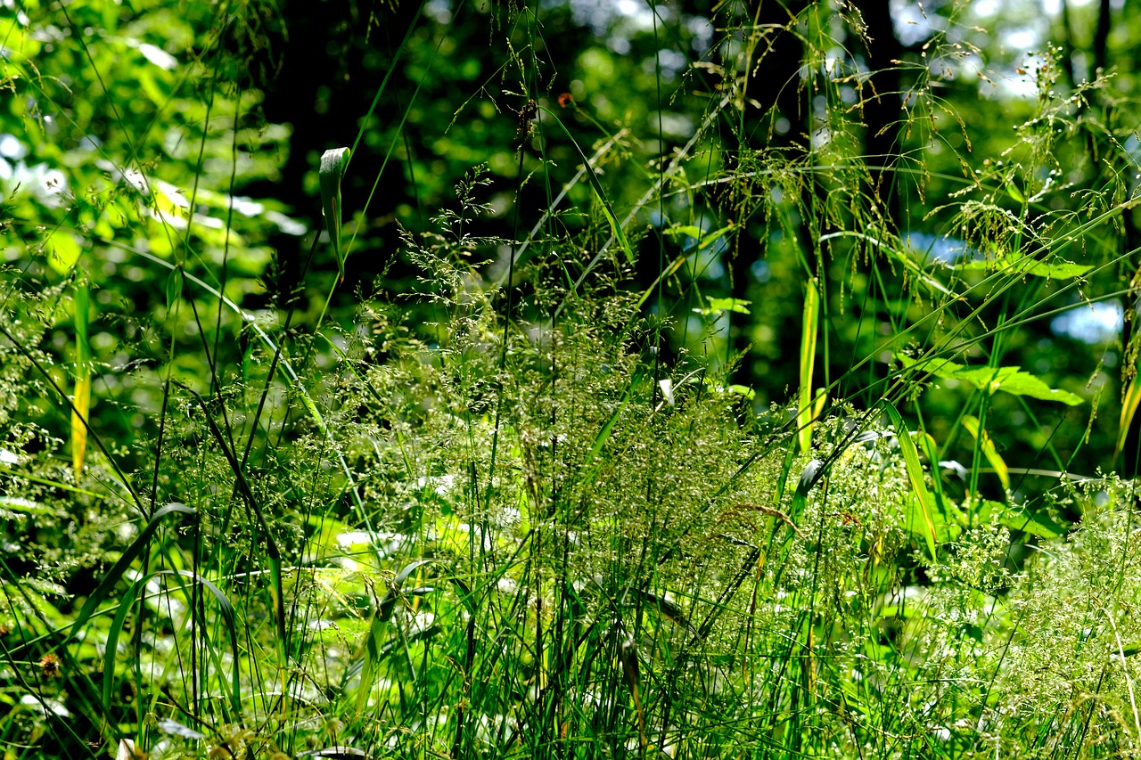 grasses forest nature free photo