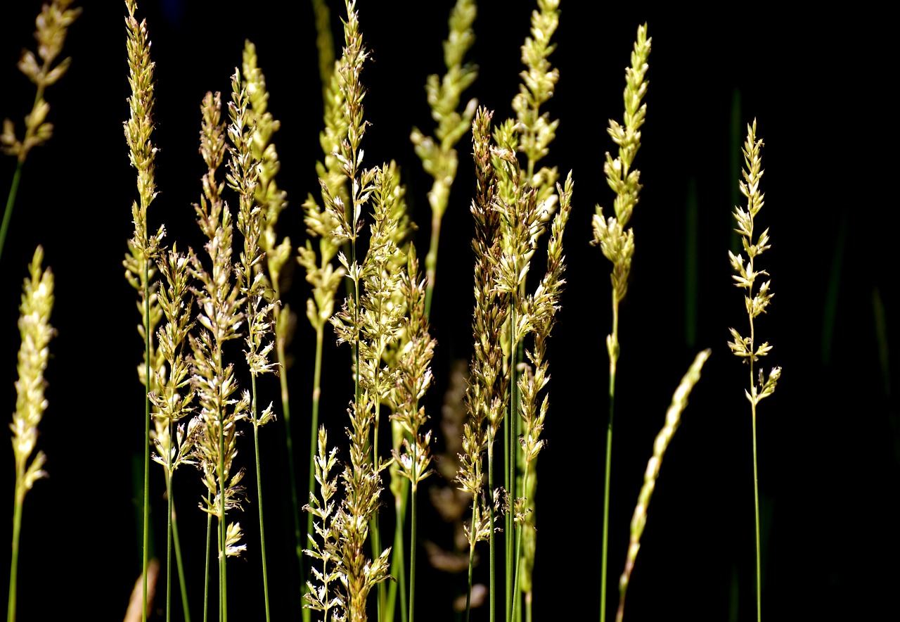 grasses summer nature free photo