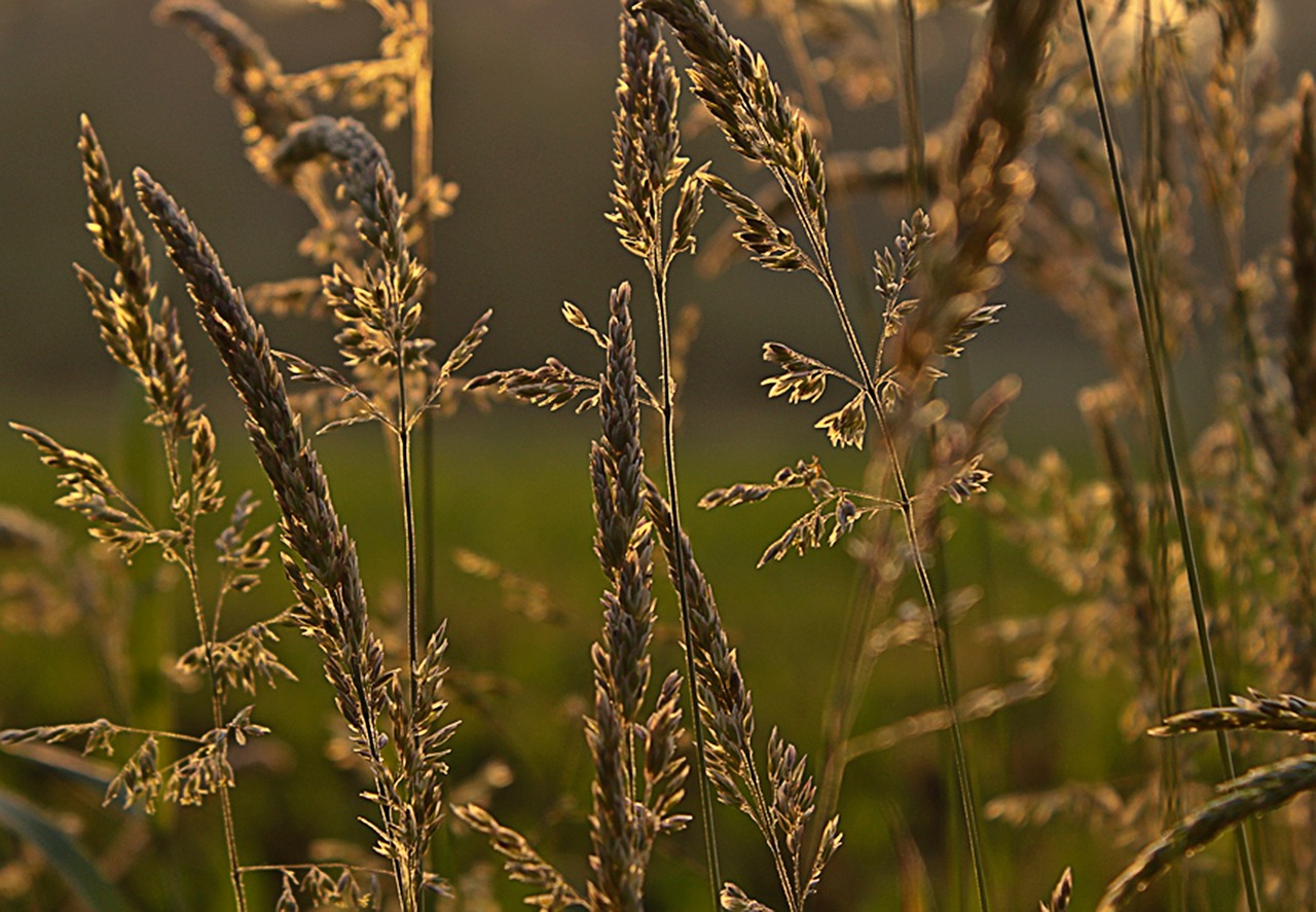 grasses cornfield cereals free photo