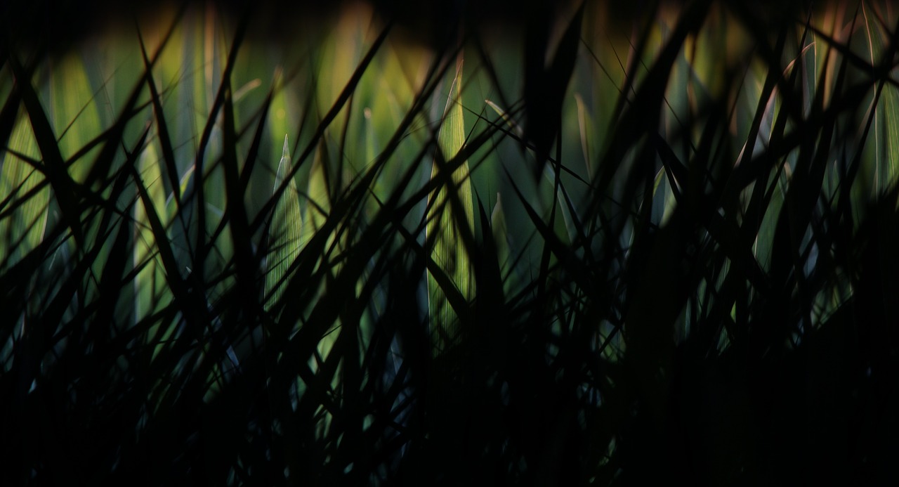 Темная трава
