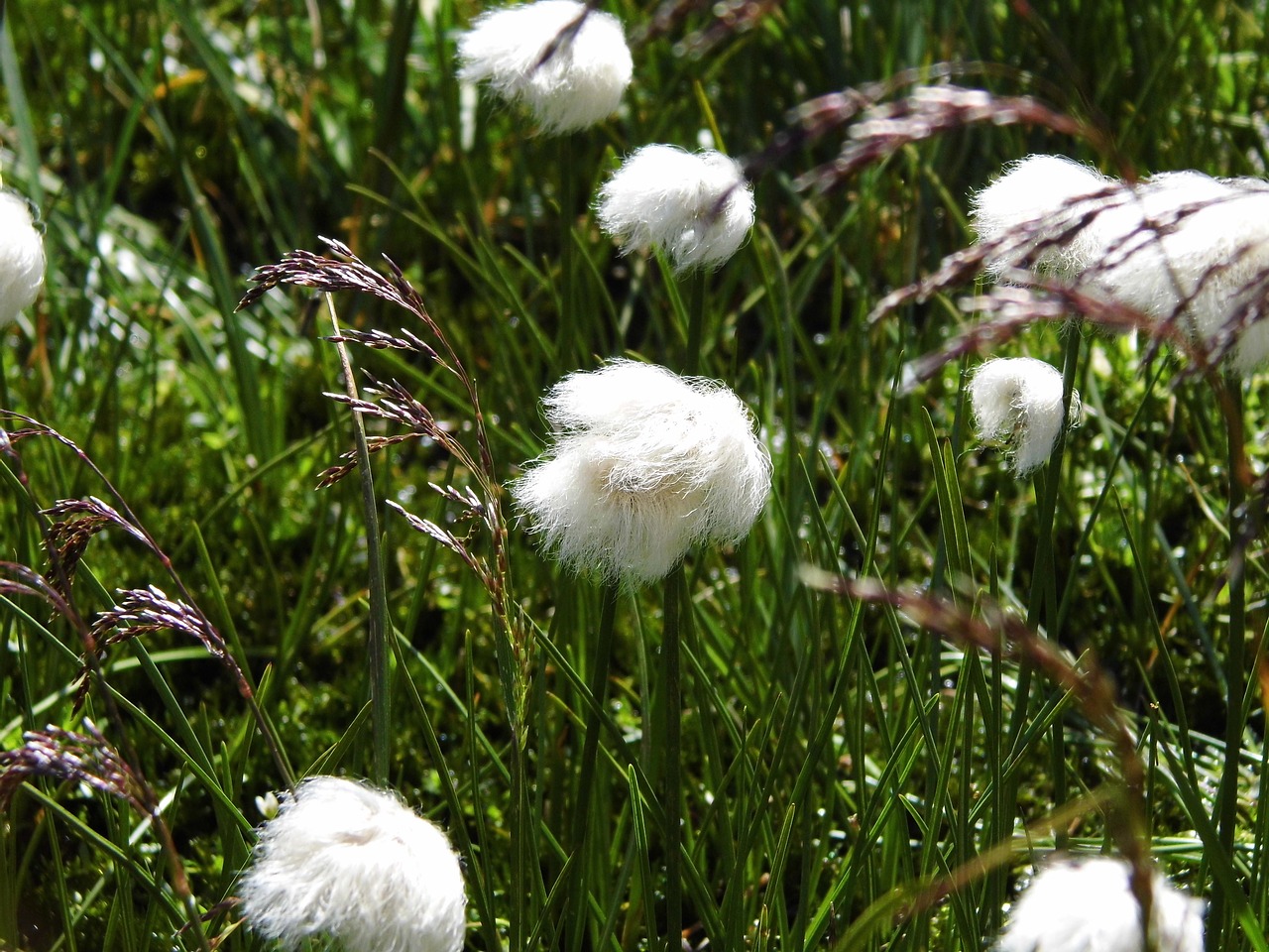 grasses white alpine cottongrass free photo