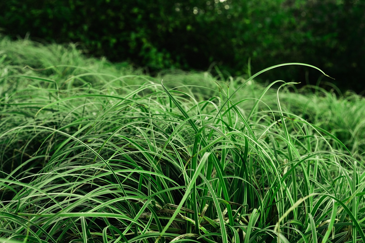 grasses park green free photo