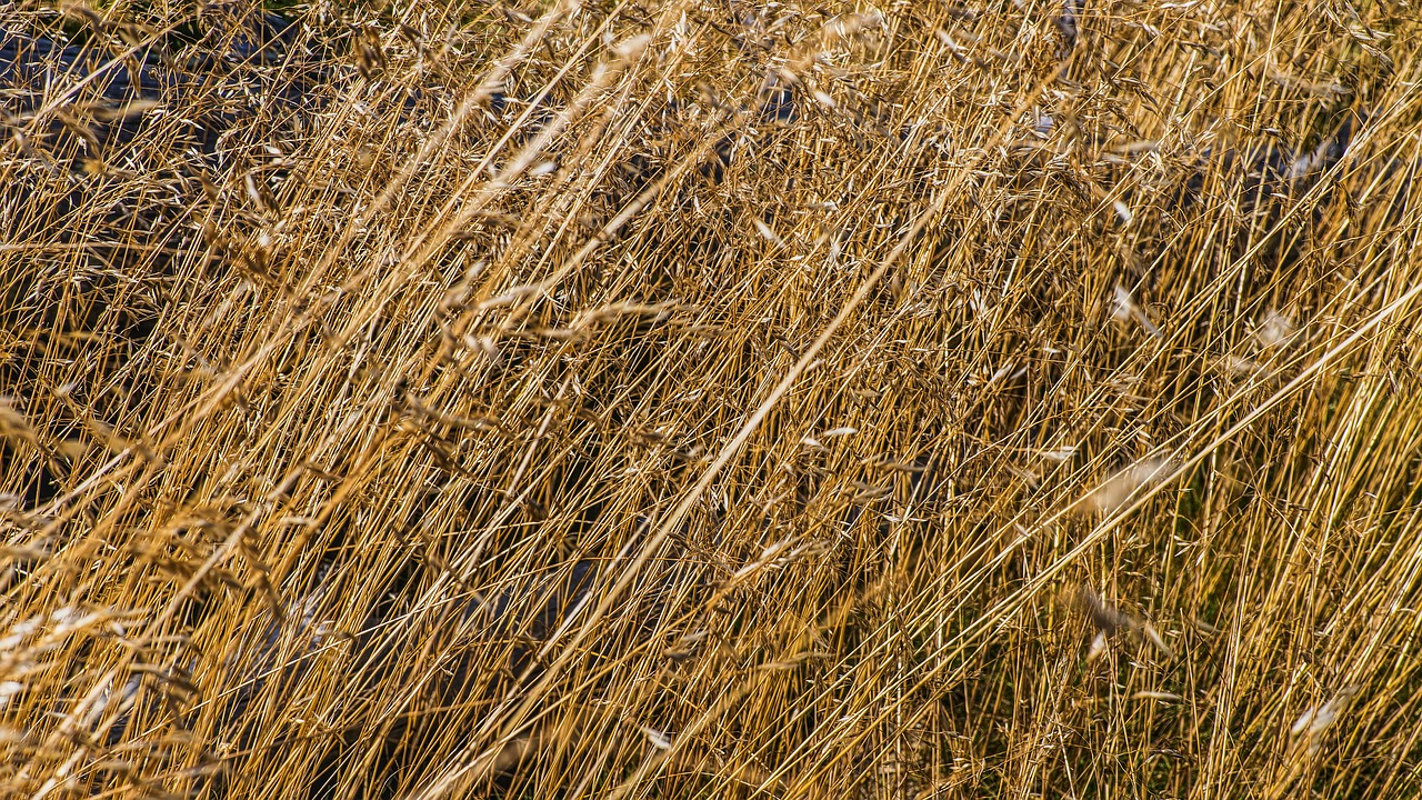 grasses macro close up view free photo