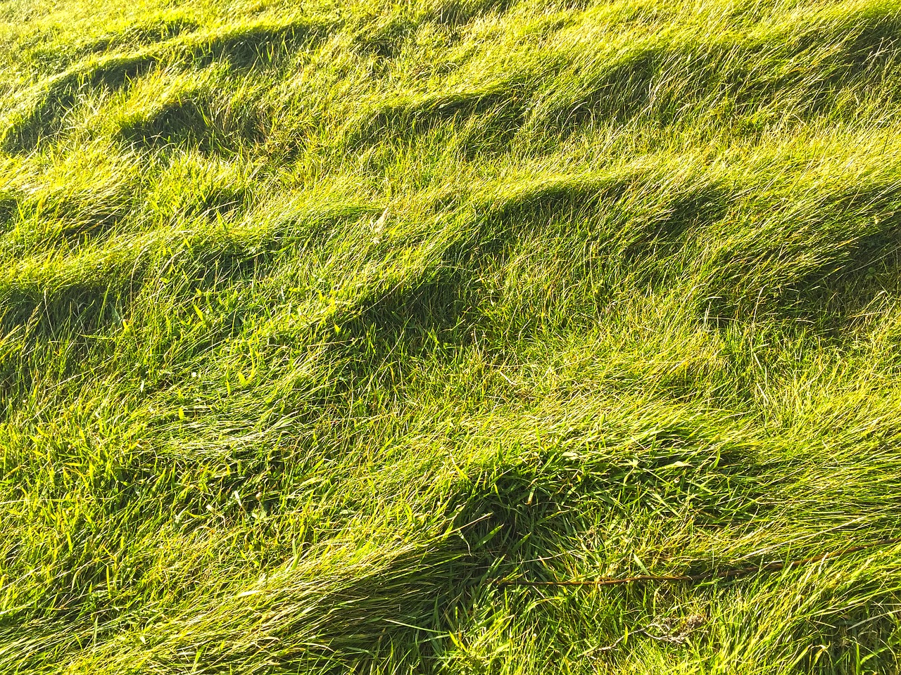 grasses grass nature free photo