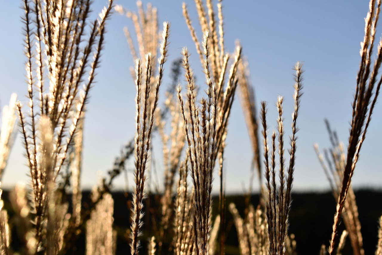 grasses grass autumn free photo