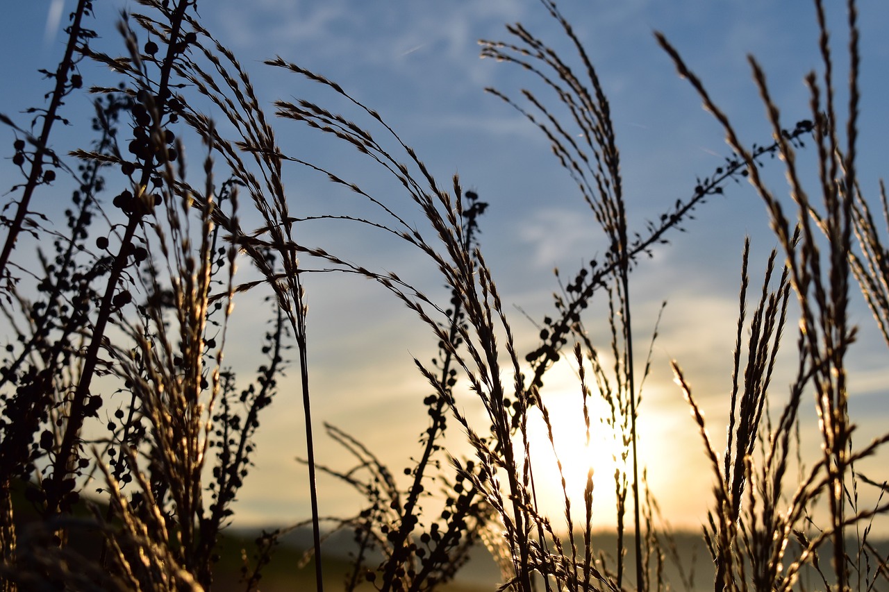 grasses nature back light free photo