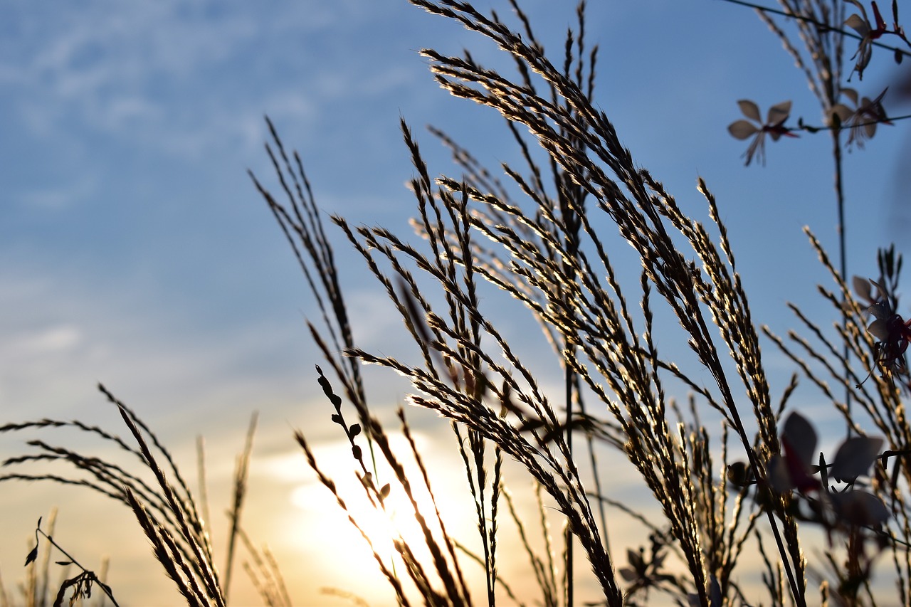 grasses blade of grass sky free photo