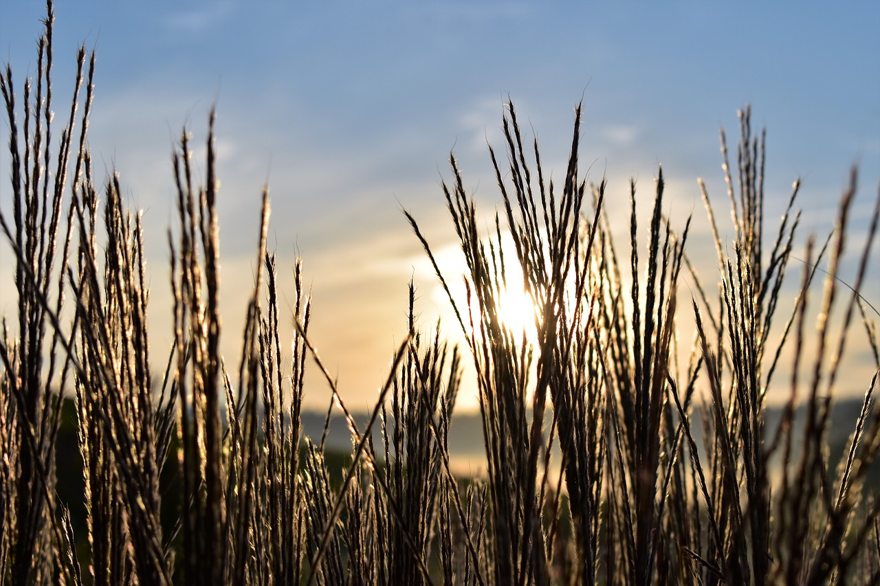 grasses nature landscape free photo