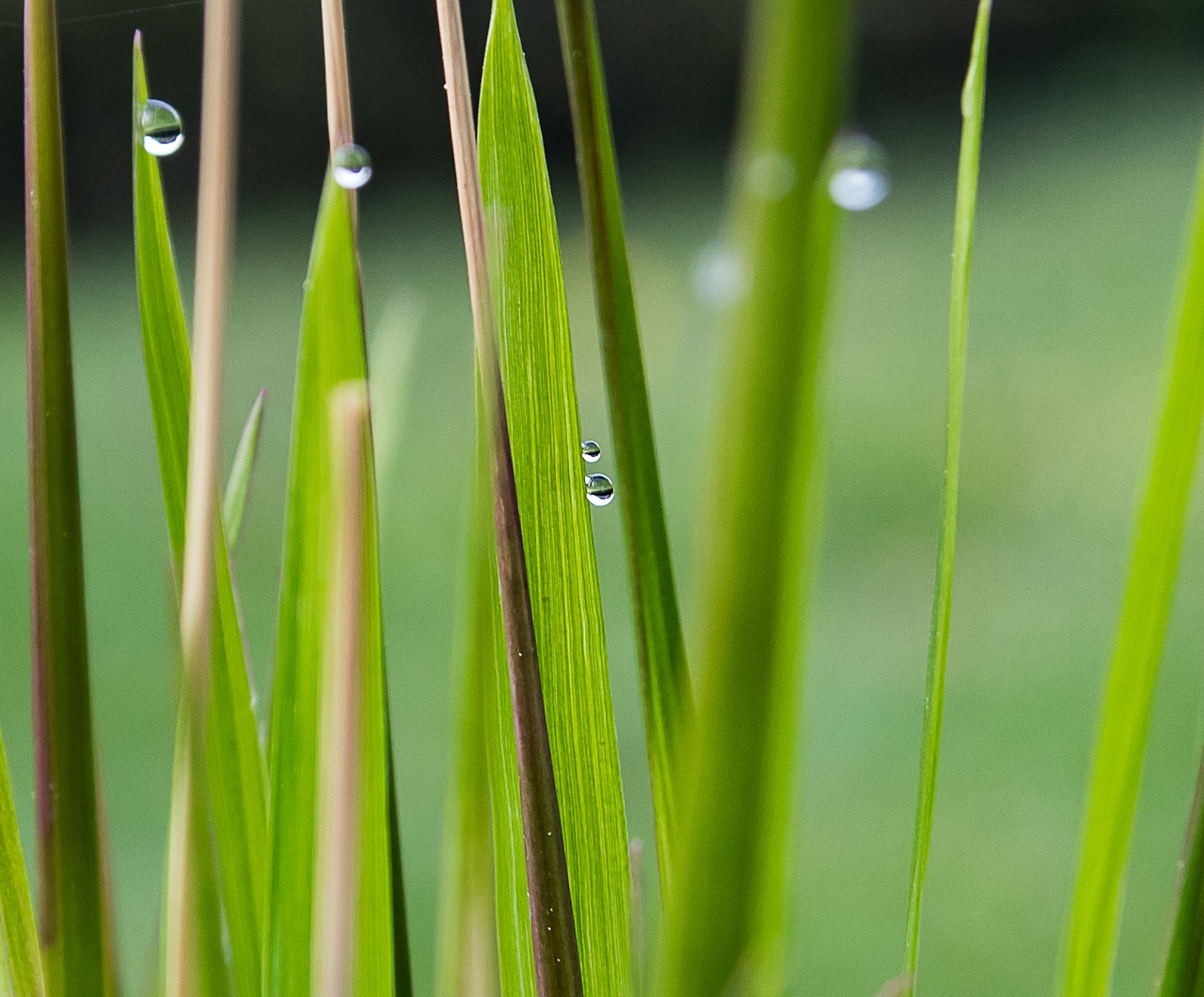 grasses  plant  drop of water free photo