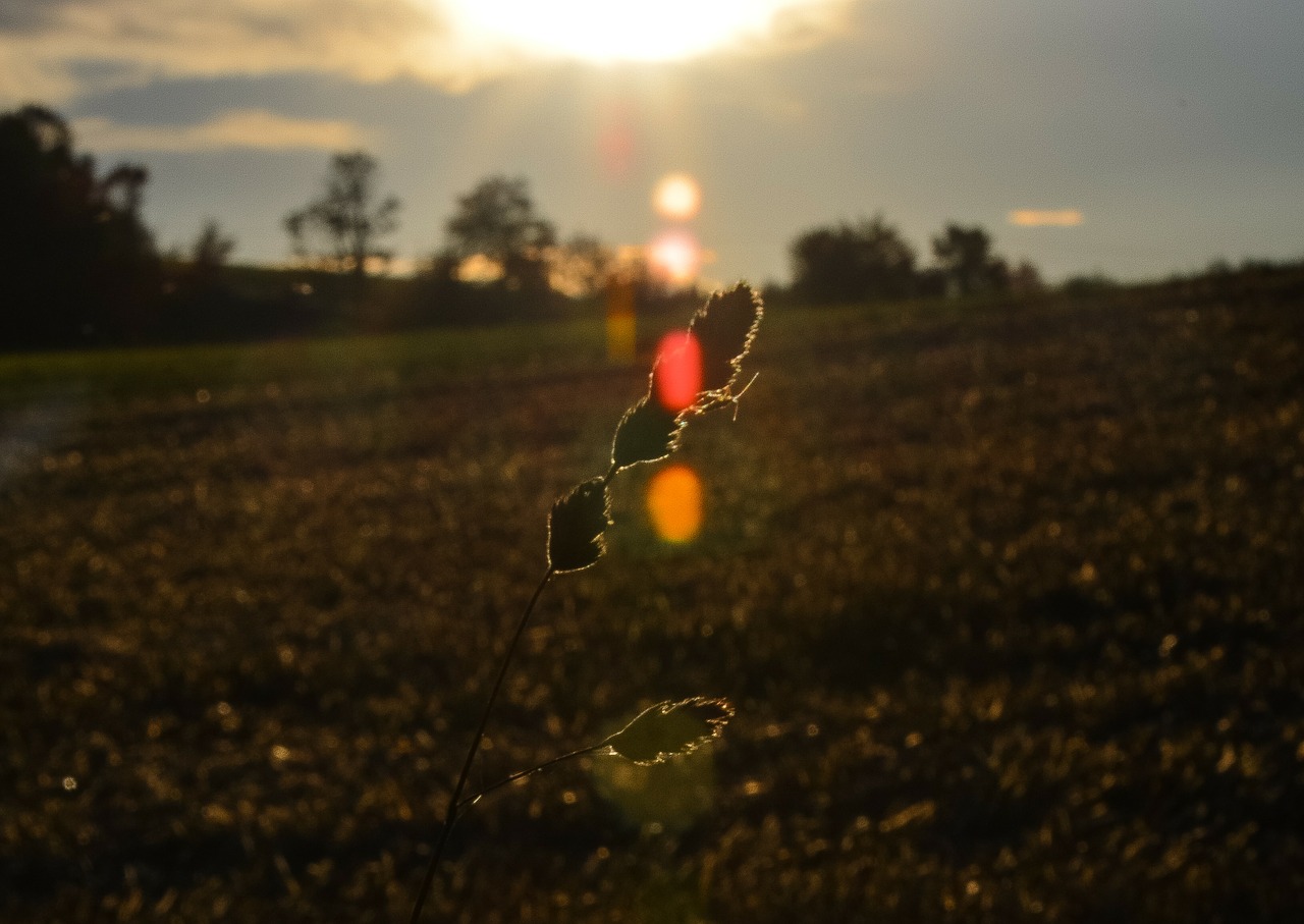 grasses cereals back light free photo