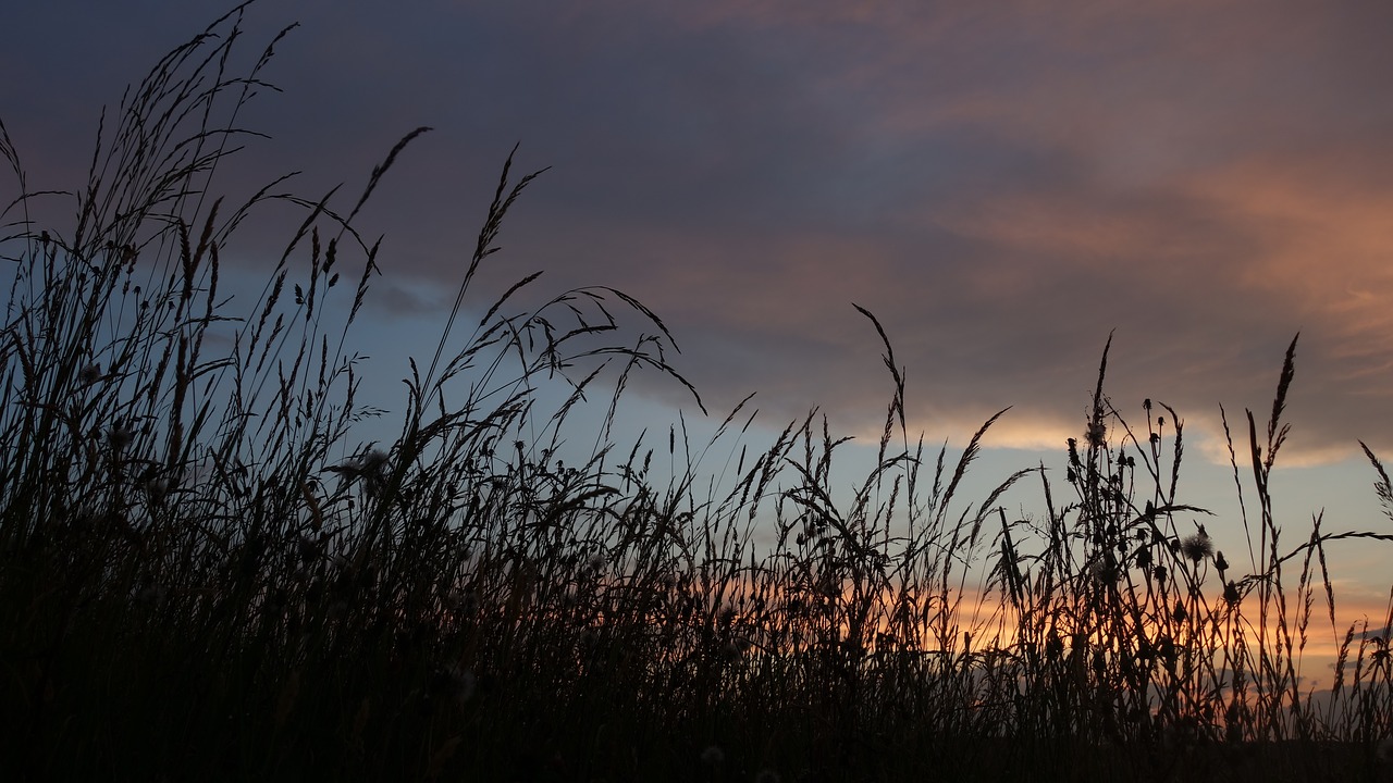 grasses  silhouette  twilight free photo