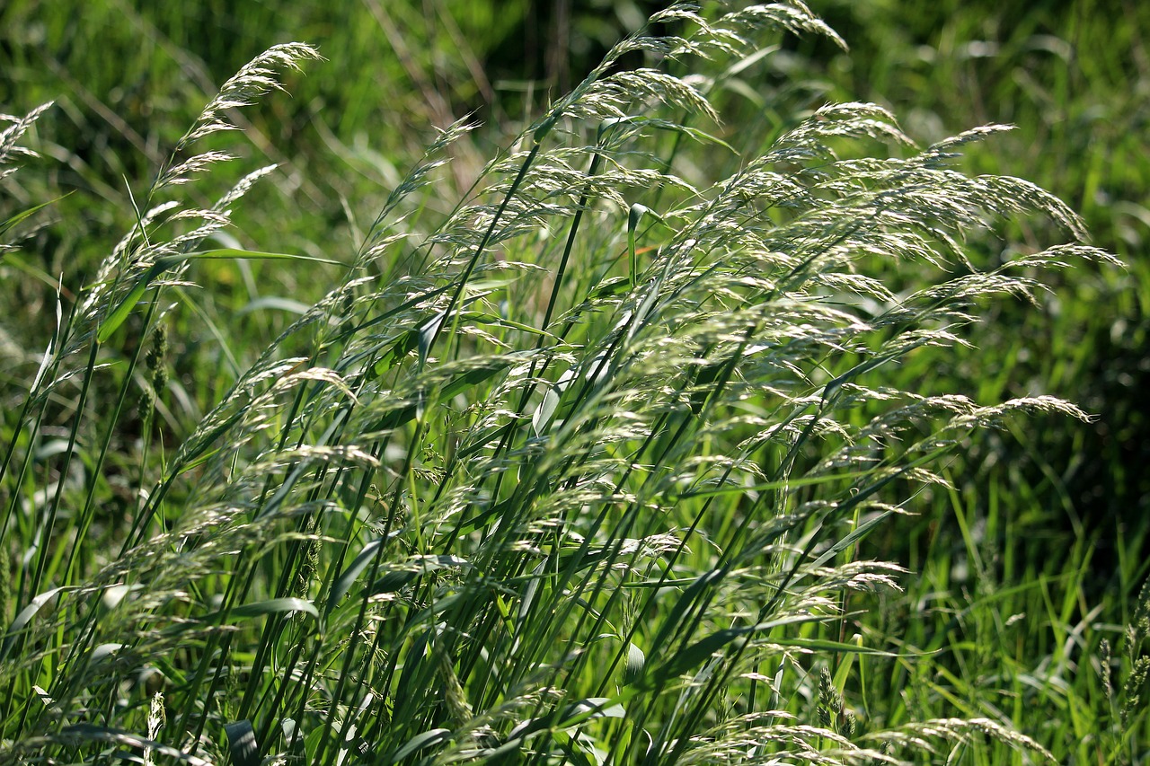 grasses  sun  lichtspiel free photo