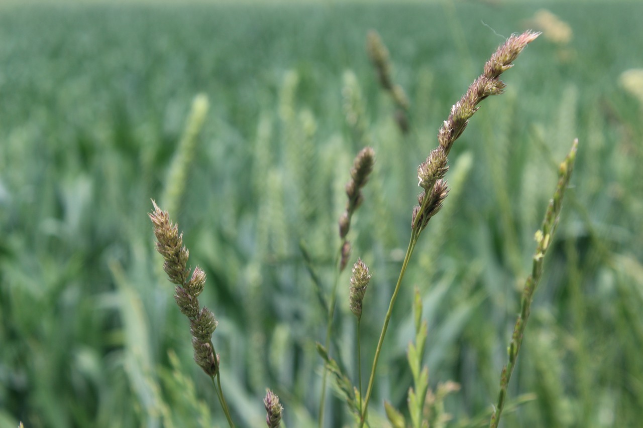 grasses  fields  blades of grass free photo