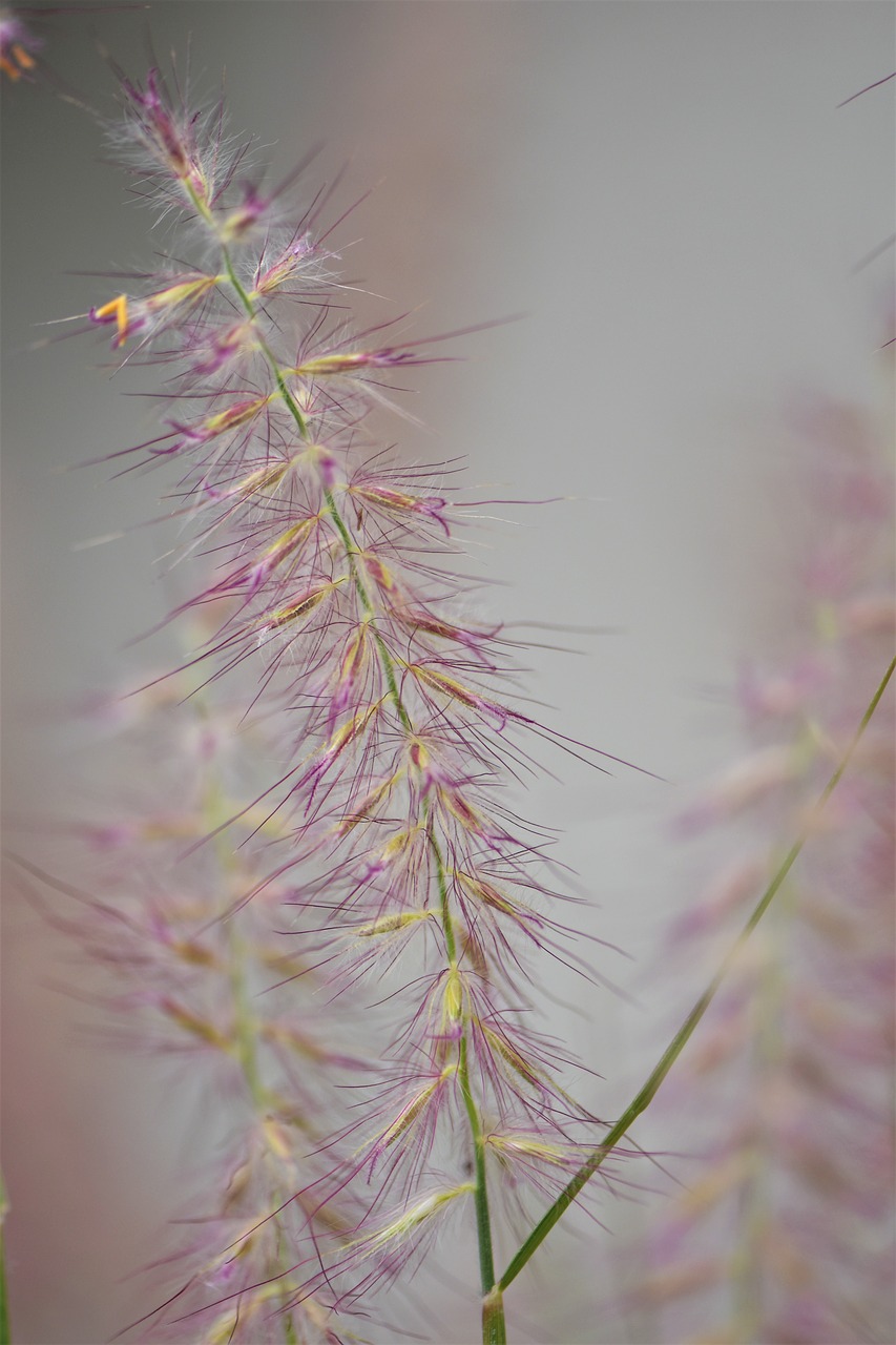 grasses  plant  nature free photo