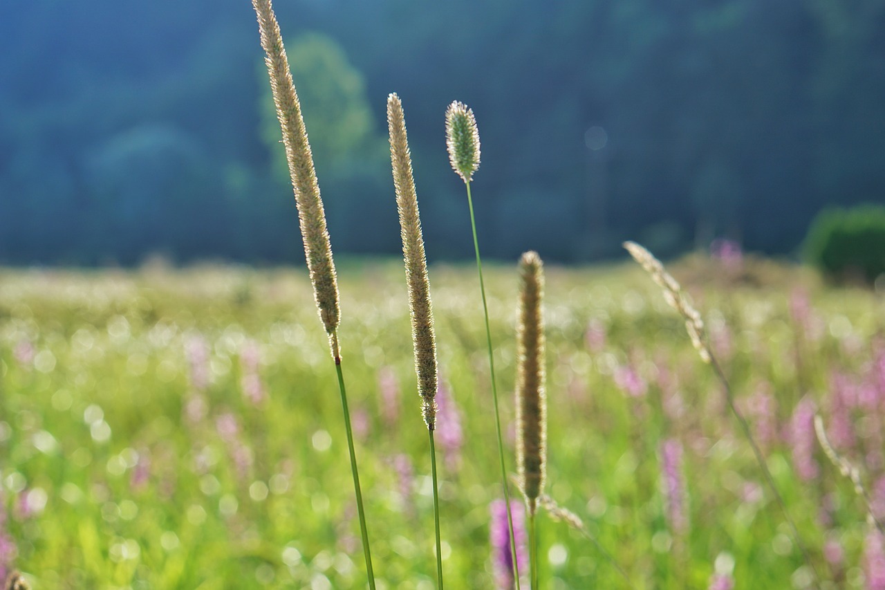 grasses  meadow  field free photo