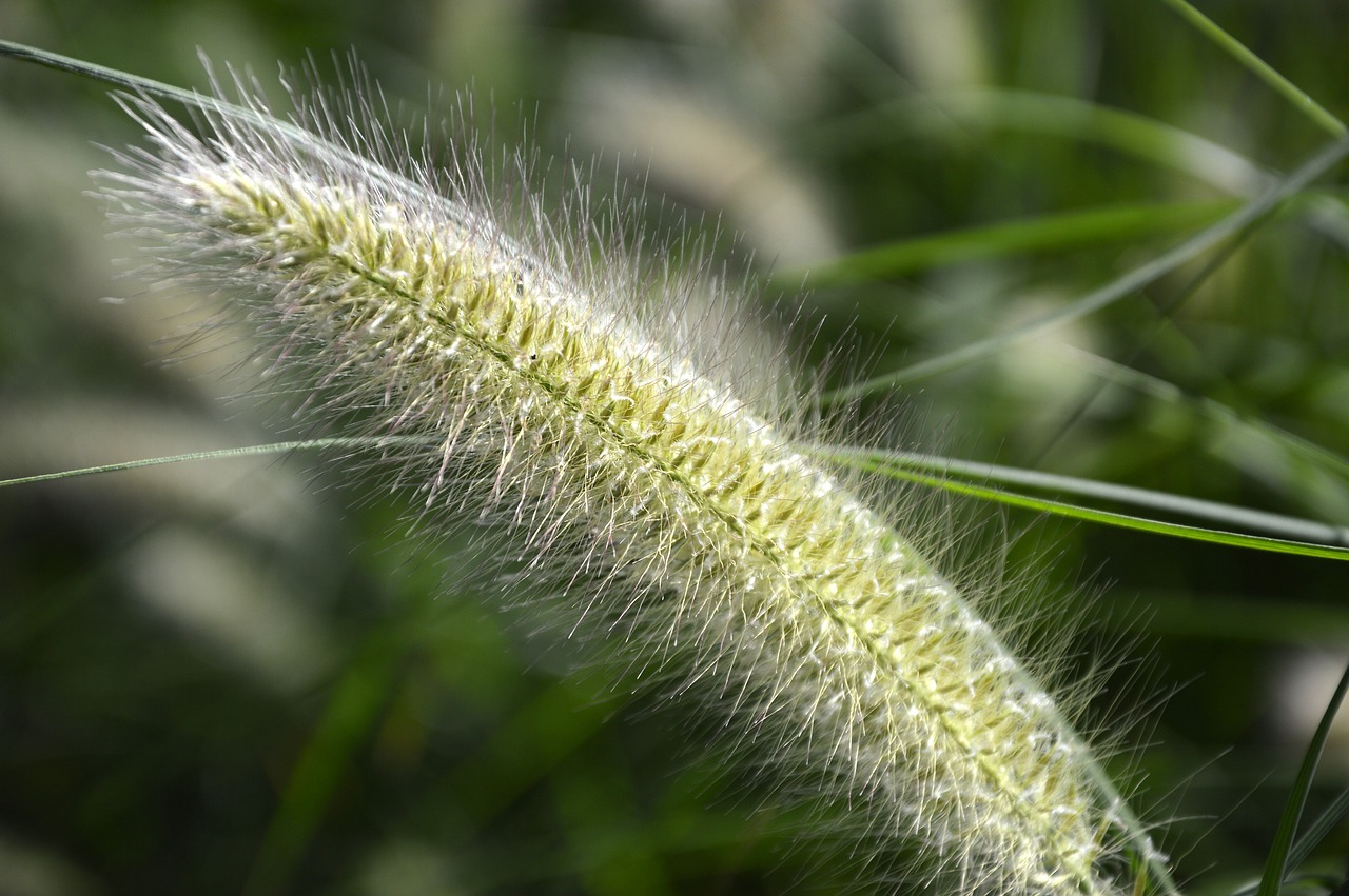 grasses  plant  summer free photo