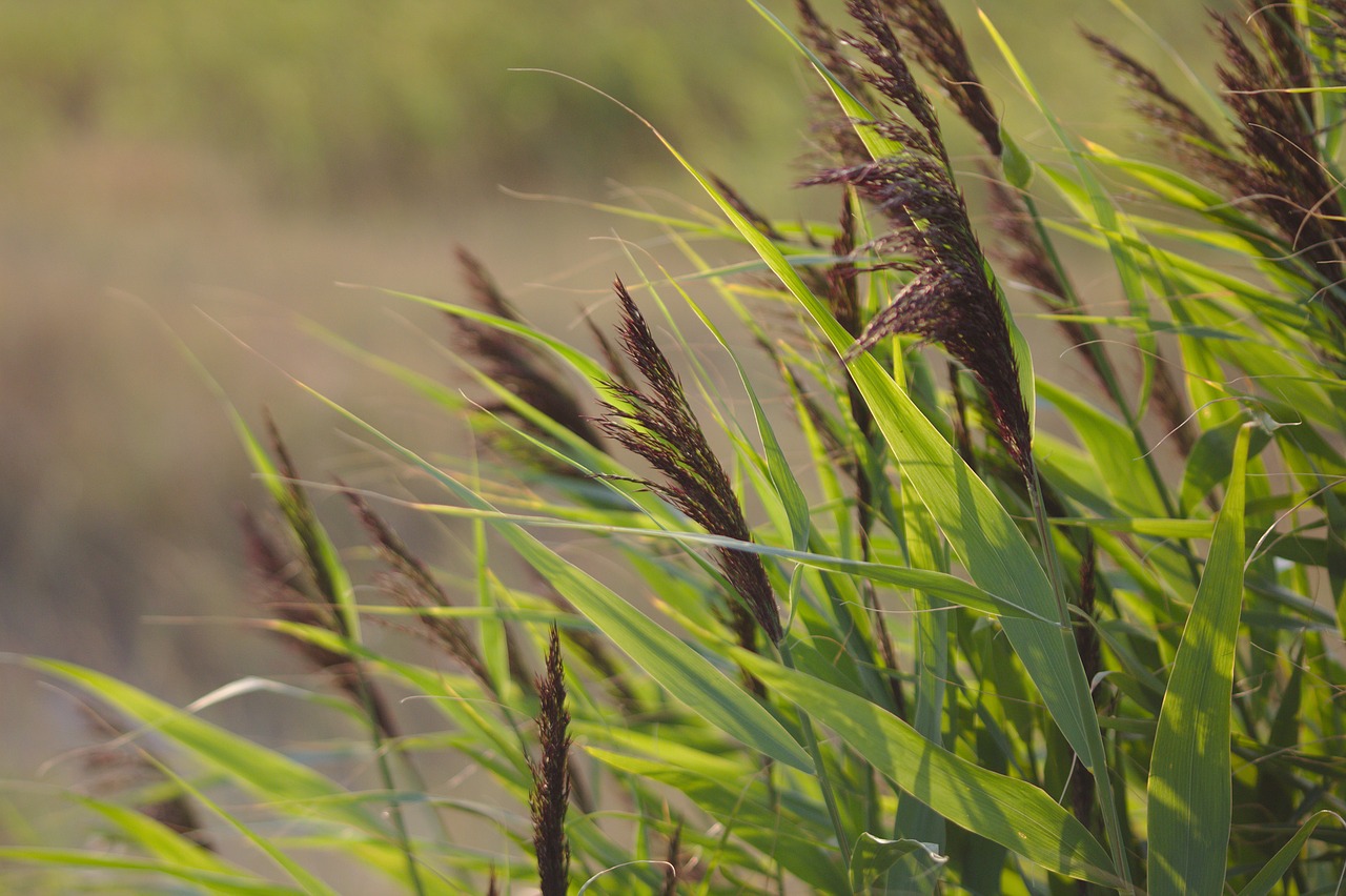 grasses  nature  grass free photo