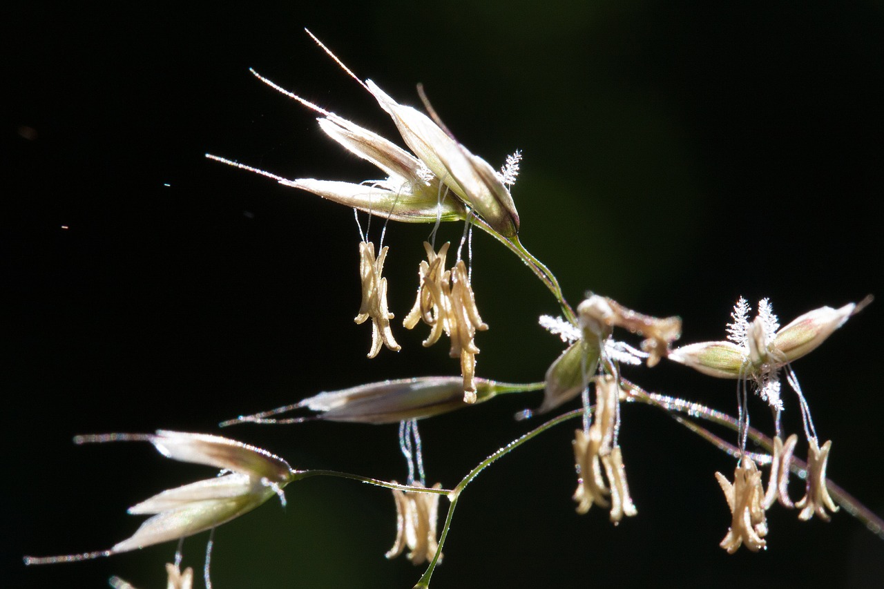 grasses grass flowers free photo