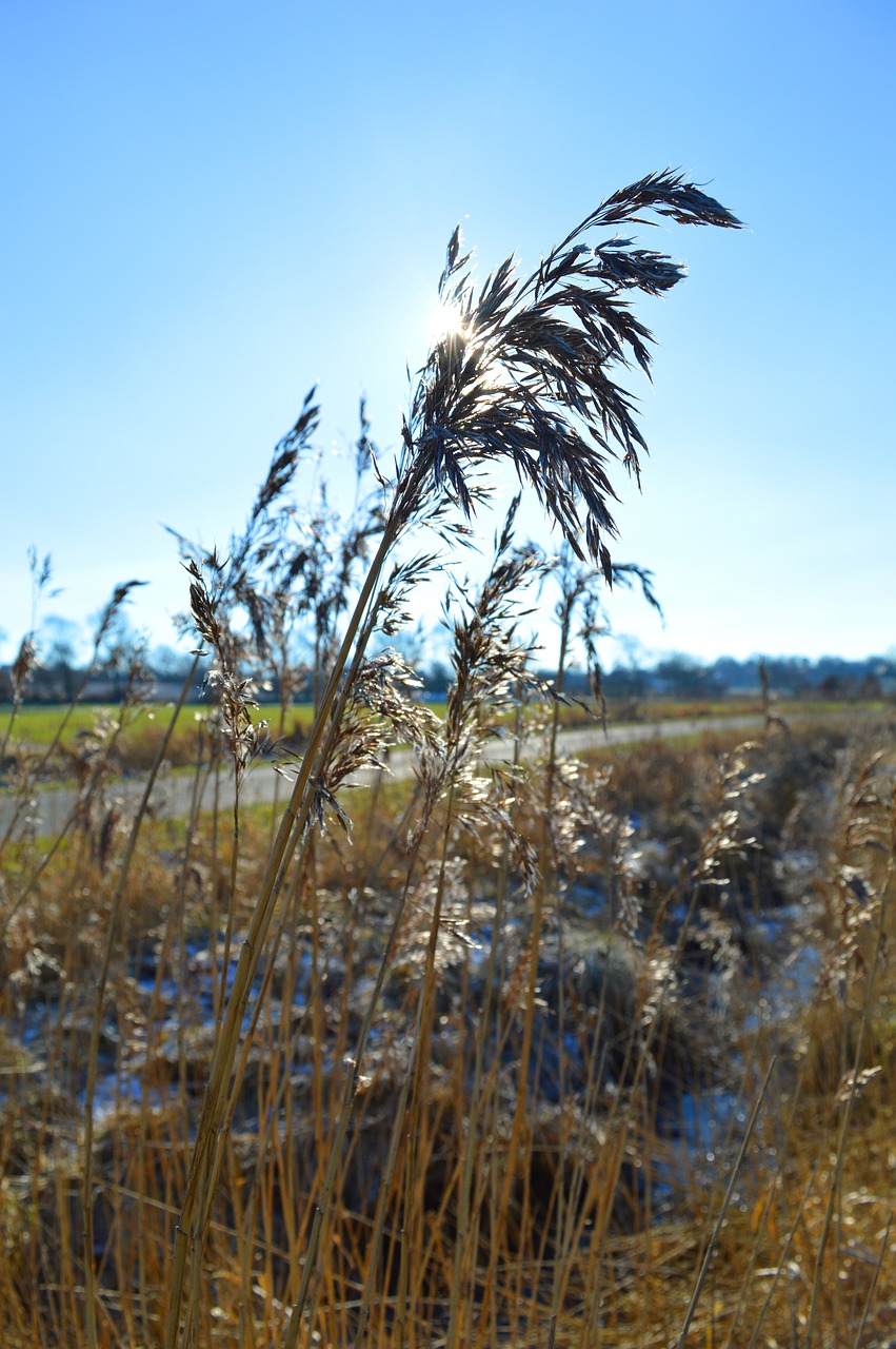 grasses  nature  field mark free photo