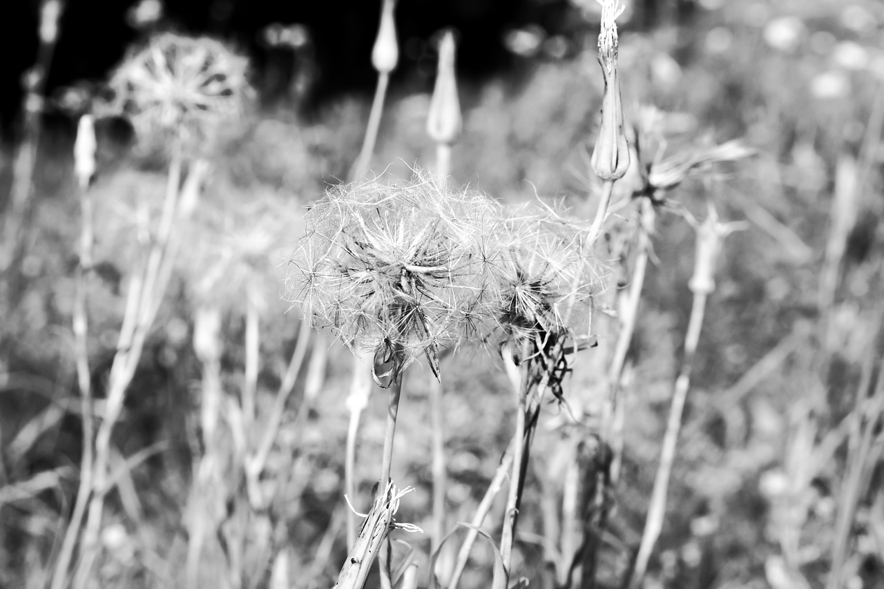 grasses dandelion dried free photo